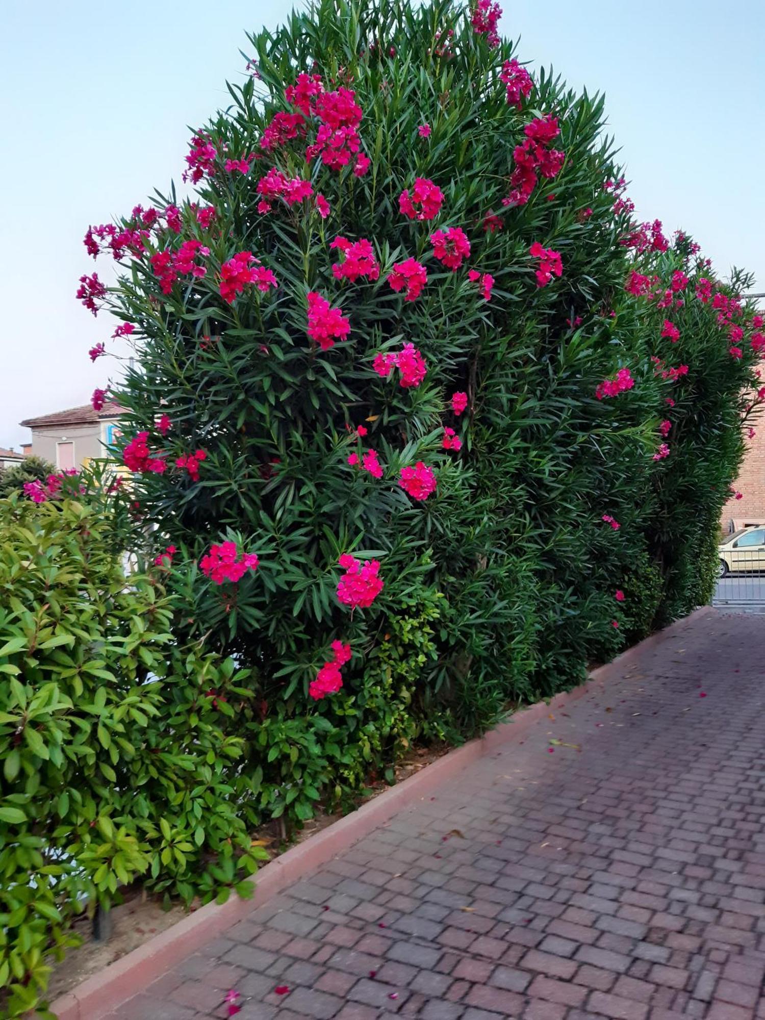 La Casina Bed & Breakfast Gambettola Dış mekan fotoğraf
